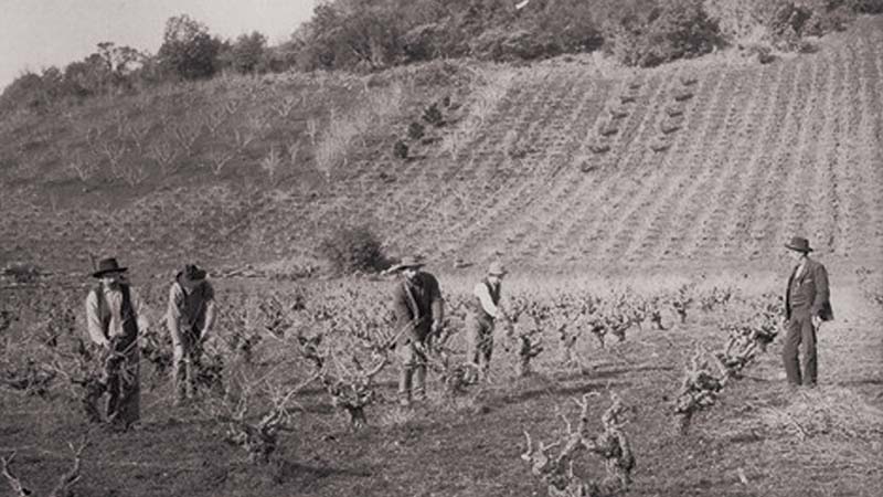 フィロキセラの被害を受けたブドウの樹を植替える生産者