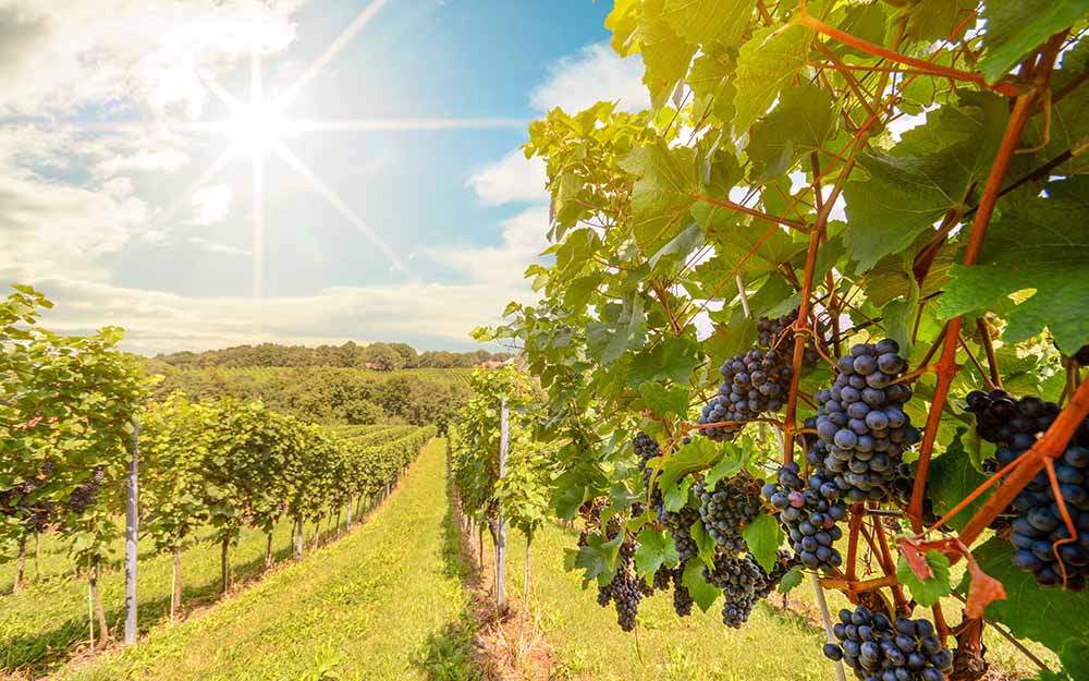 ナパの気候と土壌が醸す希少ワイン