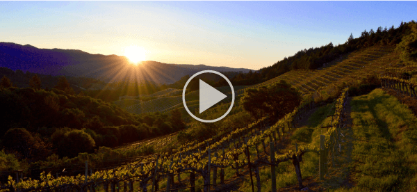 1ツアー1組限定でステラと縁の深く通常はアクセス困難なワイナリーへご招待します。