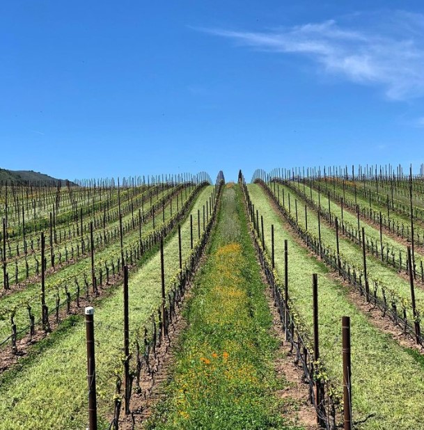 2017 Caraccioli Estate Brut Rose